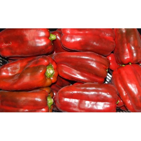 Pimiento Rojo