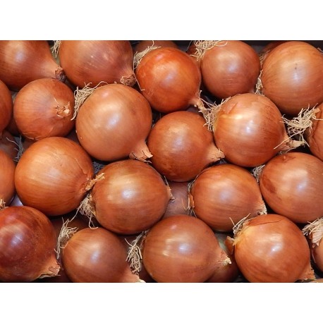 Cebollas