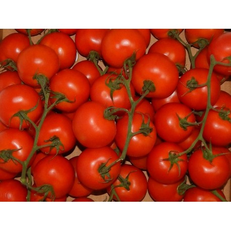 Tomates Rama